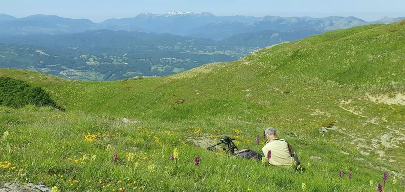 Prime fioriture di orchidee sui Monti della Laga  giugno 2021.